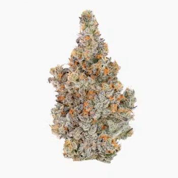Magic Brothers – Lucid Blue – (S) Premium Flower 14G